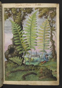 Polypodium, de "Paintings of Flora of the Roman States" par Gherardo Cibo