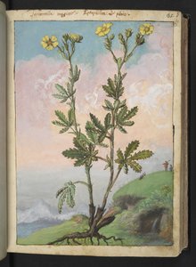 Potentilla recta: Une plante avec des fleurs jaunes, de "Paintings of Flora of the Roman States" par Gherardo Cibo