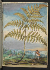 Pteridium aquilinium : une fougère, de "Paintings of Flora of the Roman States" par Gherardo Cibo - Gherardo Cibo