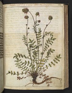Sanguisorba minor, de "Peintures de la flore des États romains" par Gherardo Cibo, Add MS 22333, f102r, c.1564-84 - Gherardo Cibo