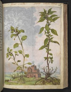 Stellaria media, Possiblement Stellaria media, de "Peintures de la flore des États romains" par Gherardo Cibo