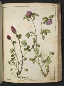 Trifolium incarnatum & Trifolium pratens, de "Paintings of Flora of the Roman States" par Gherardo Cibo - Gherardo Cibo