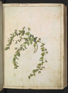 Veronica, de "Peintures de la flore des États romains" par Gherardo Cibo, Add MS 22333, f048r, c.1564-84 - Gherardo Cibo