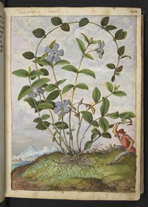 Vinca minor (Pervenche), de "Paintings of Flora of the Roman States" par Gherardo Cibo
