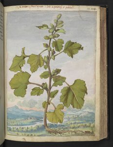 Xanthium strumarium, de "Paintings of Flora of the Roman States" par Gherardo Cibo