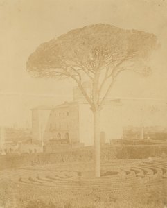 [Arbre dans le jardin formel devant le Palazzo], 1860s-70s