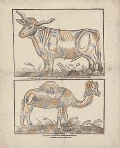 Bœuf et chameau