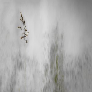 Une herbe solitaire, légèrement floue - Gilbert Claes