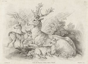 Cerfs au repos - Gilles Demarteau