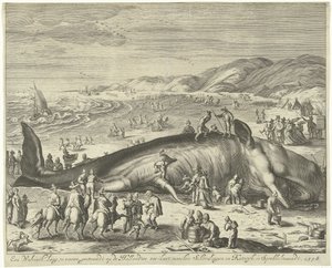 Baleine échouée à Berckhey, 1598