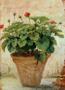 Vase avec géranium