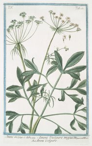 Ammi majus - Giorgio Bonelli