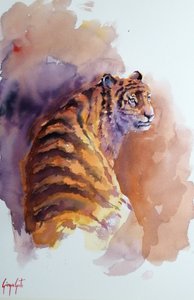 tigre 6
