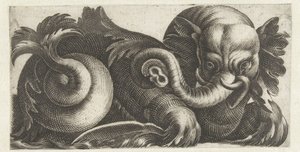 Éléphant de mer avec des oreilles de feuilles - Giovanni Andrea Maglioli