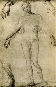 Étude de modèle pour une Vierge Marie en tant que mater misericordiae - Giovanni Antonio Bazzi Sodoma
