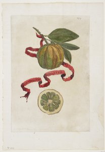 Aurantium Virgatum, de Hesperides, 1646
