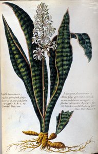 Aloe. Plante médicinale. Gravure - dans « Historia botanica practica, seu plantarum, quae ad usum medicinae pertinent, nomenclatura, descriptio et virtutes... »