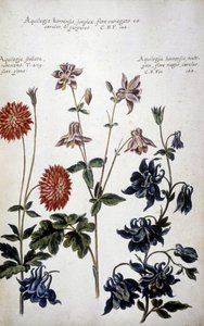 Planche botanique : trois types d