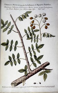 Opobalsamum (Branche avec sève) - Dans « Historia botanica pratica, seu plantarum, quae ad usum medianae relevant, nomenclatura, descriptio et virtutes... » par Giovanni Battista Morandi (? - 1761)