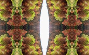 Unnatural 81