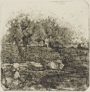 Arbres dans un pré