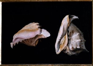 Deux coquillages (nature morte avec coquillages)