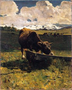 Vache brune à l