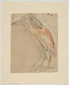 Héron, recto (craie sur papier) - Giovanni da Udine (after)