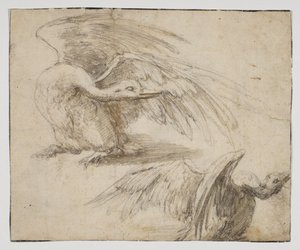 Deux cygnes, recto - Giovanni da Udine (after)