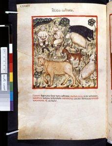 Theatrum sanitatis par Ububchasym de Baldach: 
