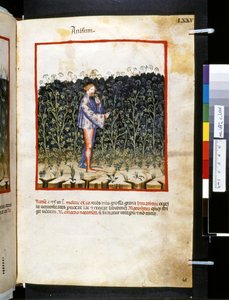 Theatrum sanitatis par Ububchasym de Baldach: 