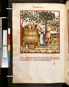 Theatrum sanitatis par Ububchasym de Baldach : 