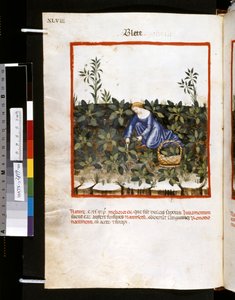 Theatrum sanitatis par Ububchasym de Baldach: 