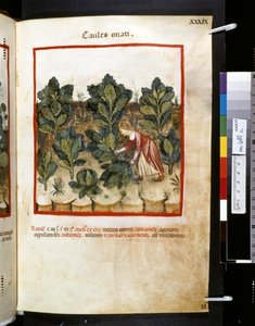 Theatrum sanitatis par Ububchasym de Baldach : 