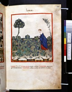Theatrum sanitatis par Ububchasym de Baldach: 