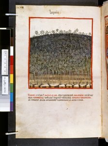 Theatrum sanitatis par Ububchasym de Baldach : 