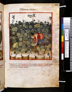 Theatrum sanitatis par Ububchasym de Baldach : 