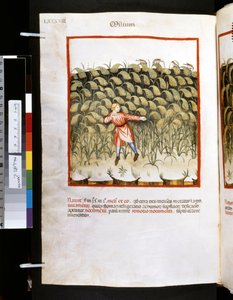 Theatrum sanitatis par Ububchasym de Baldach : 