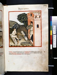 Theatrum sanitatis par Ububchasym de Baldach: 