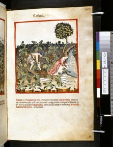 Theatrum sanitatis par Ububchasym de Baldach: 