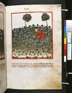 Theatrum sanitatis par Ububchasym de Baldach: 