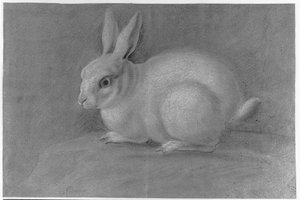 Lapin blanc