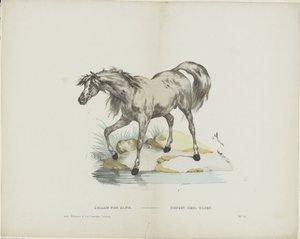 Étalon pur sang - Glenisson and Van Genechten