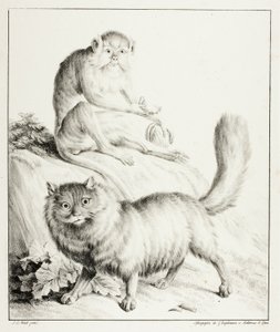 Chat et singe