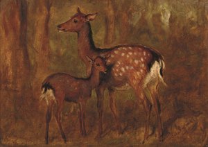 Cerf japonais à Talliallan