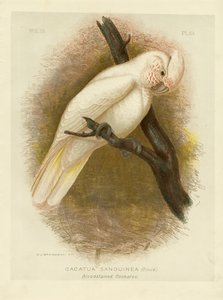 Cacatoès taché de sang - Gracius Broinowski