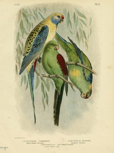 Perruche à joues bleues, 1891 - Gracius Broinowski