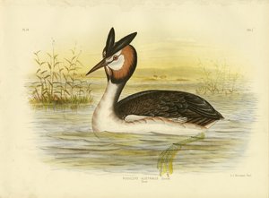 Grèbe huppé, 1891