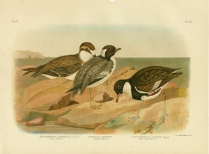 Pluvier masqué, 1891
