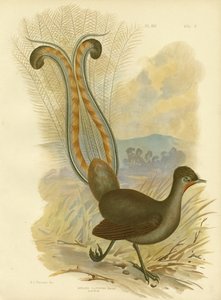 Oiseau-lyre, 1891 - Gracius Broinowski